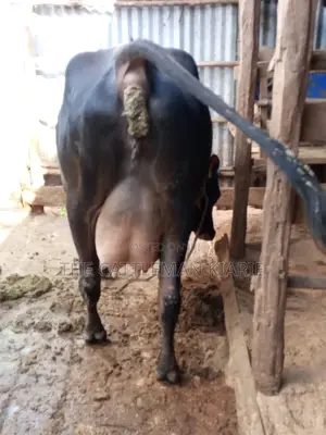 Jersey Dairy Cow