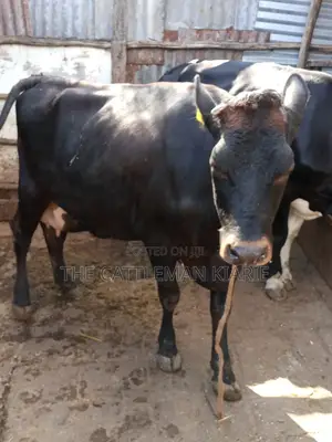 Jersey Dairy Cow
