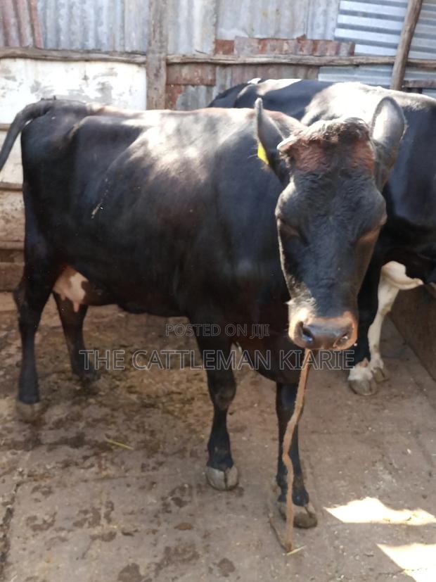 Jersey Dairy Cow - thumbnail 3