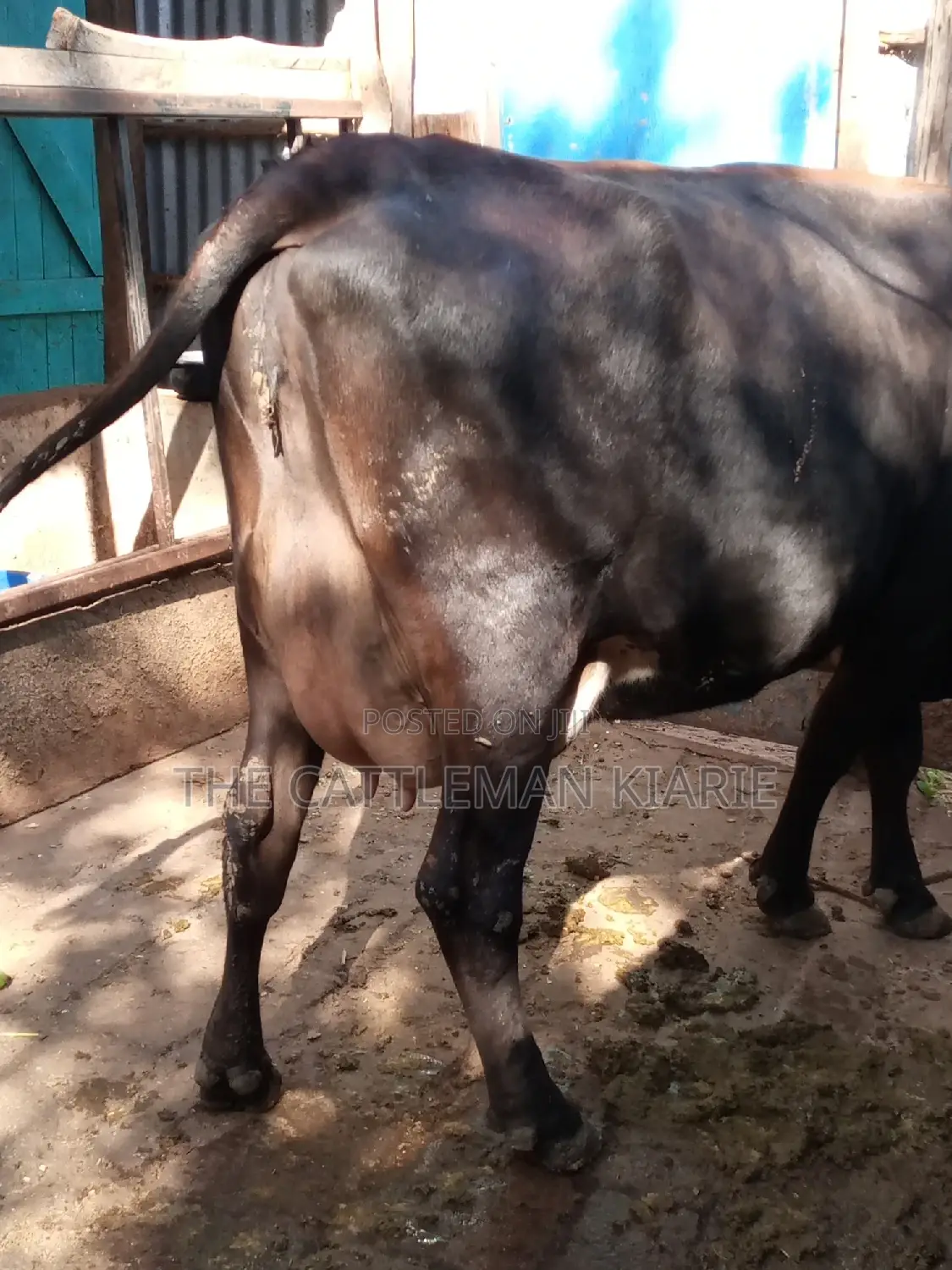 Jersey Dairy Cow