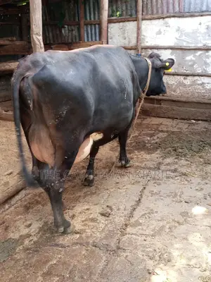 Jersey Dairy Cow