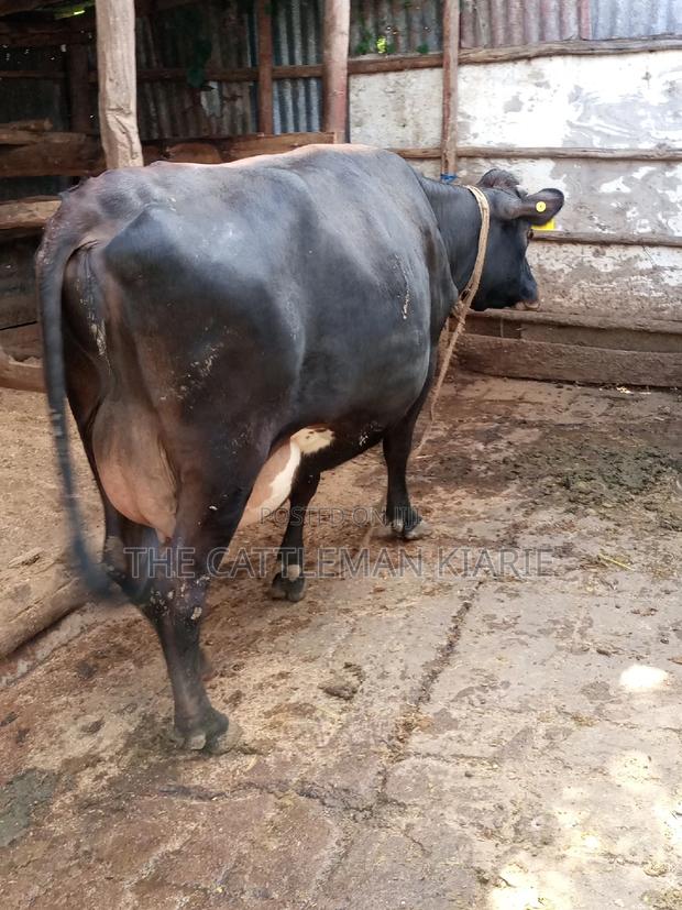 Jersey Dairy Cow - thumbnail 5