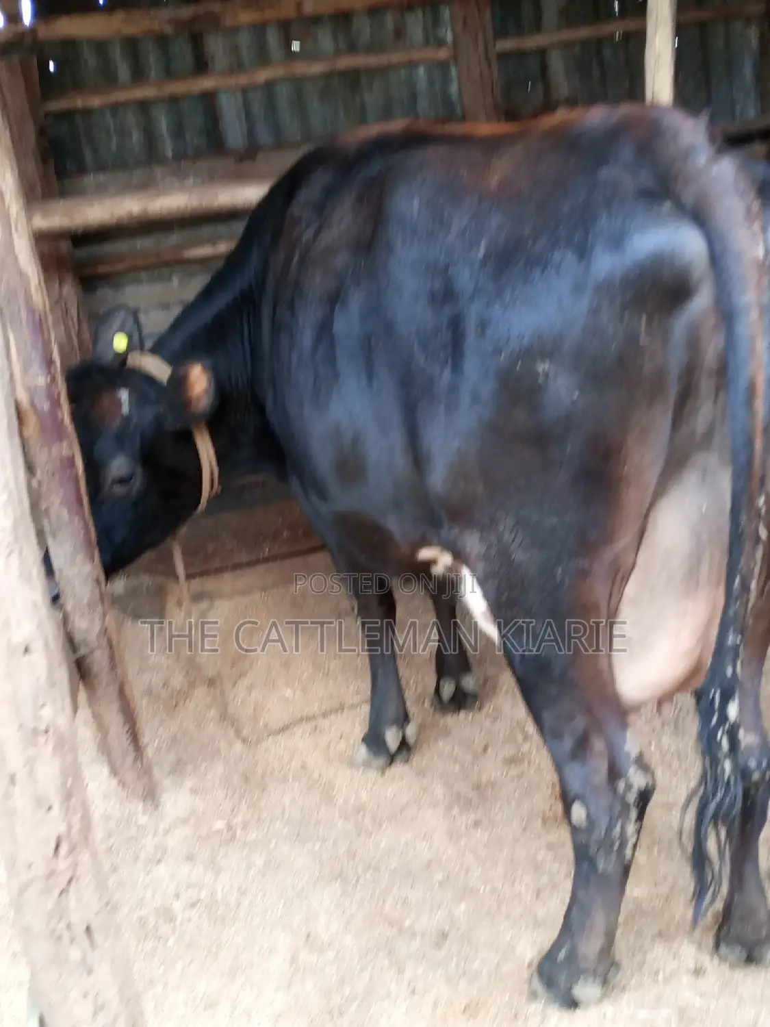 Jersey Dairy Cow