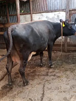 Jersey Dairy Cow