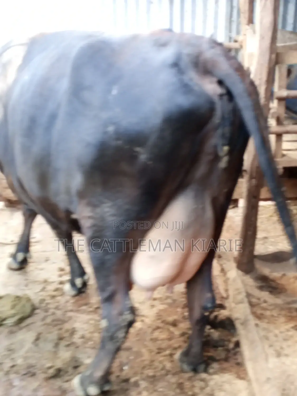 Jersey Dairy Cow