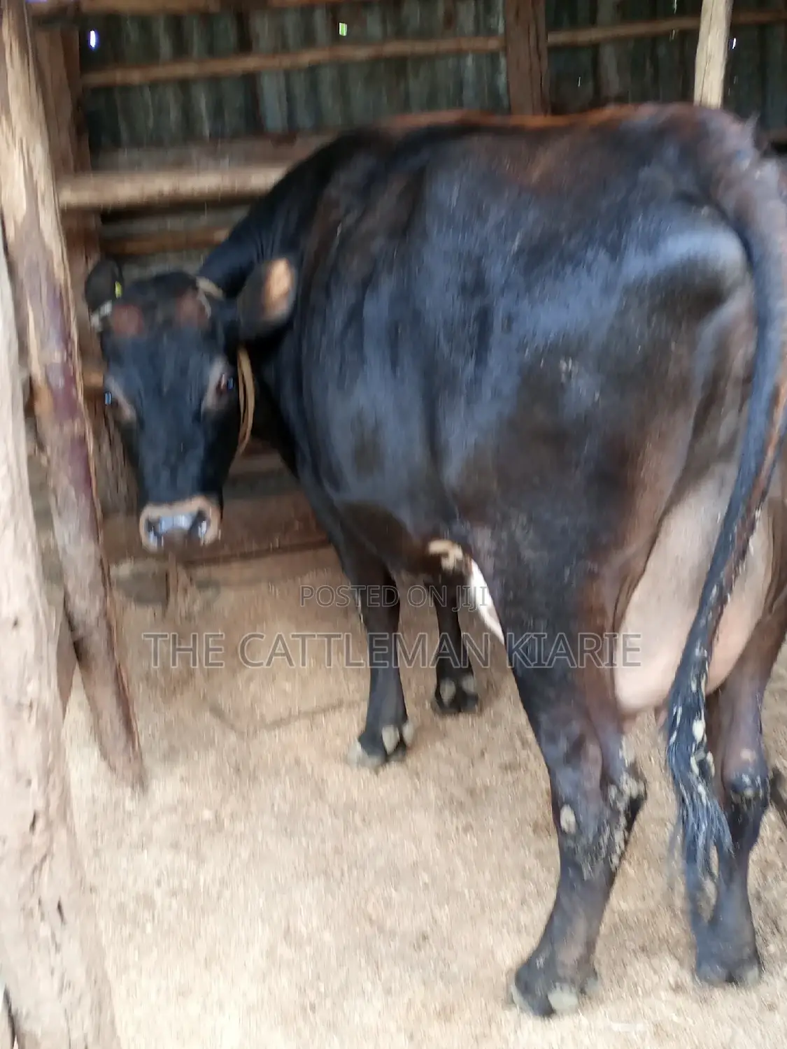 Jersey Dairy Cow