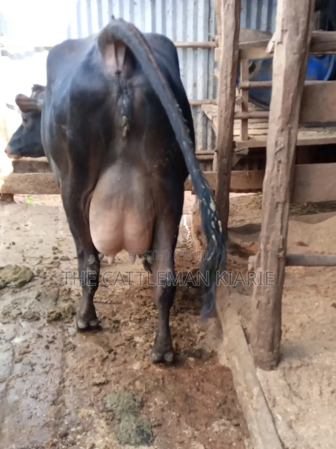 Jersey Dairy Cow