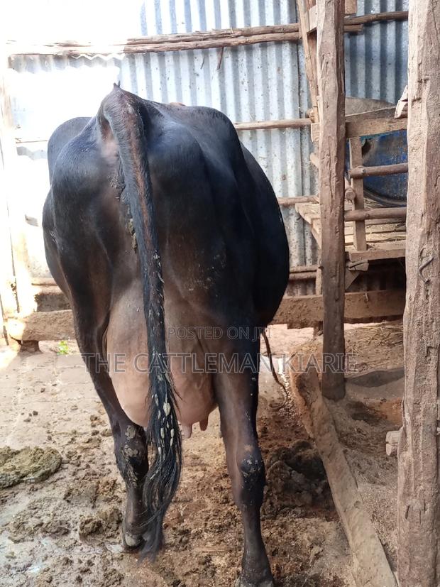 Jersey Dairy Cow - thumbnail 11