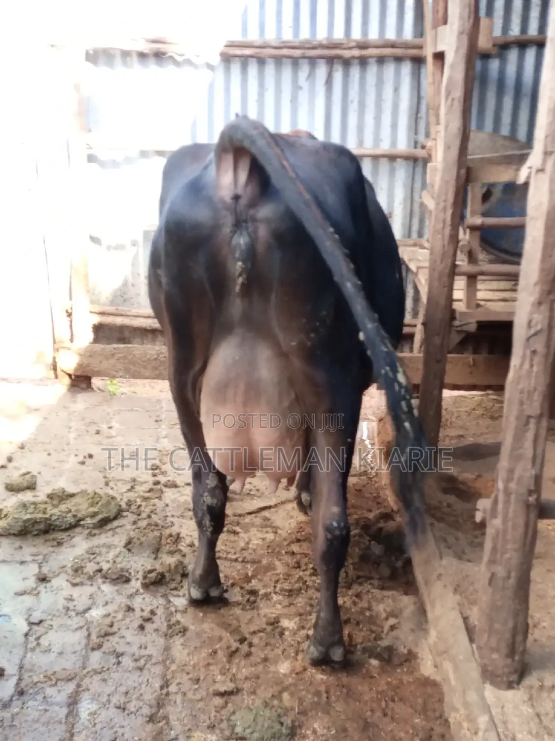 Jersey Dairy Cow