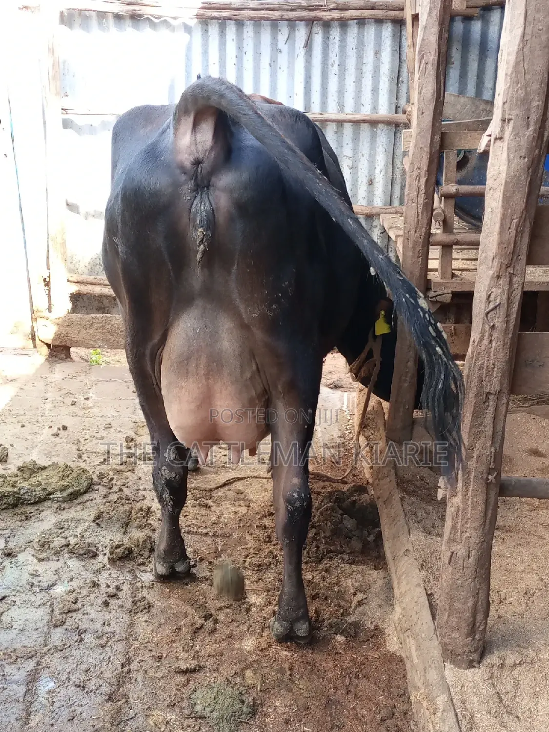 Jersey Dairy Cow