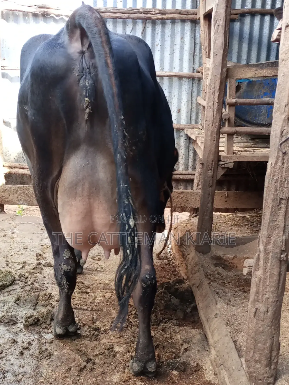Jersey Dairy Cow