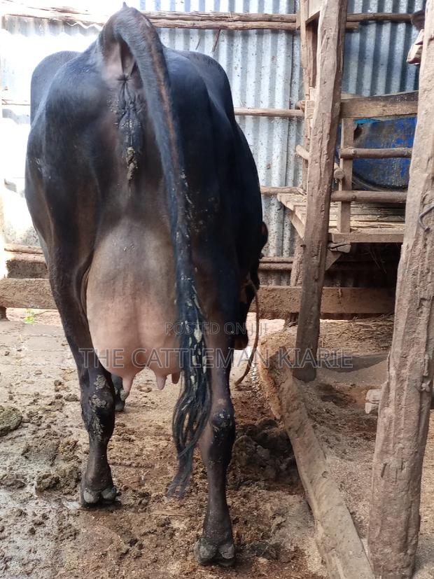 Jersey Dairy Cow - thumbnail 14