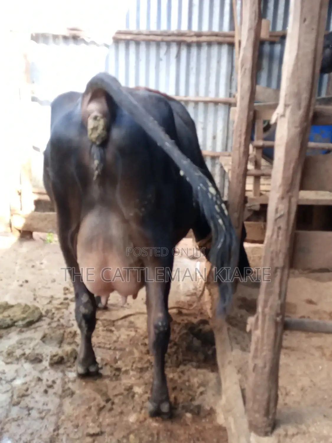 Jersey Dairy Cow
