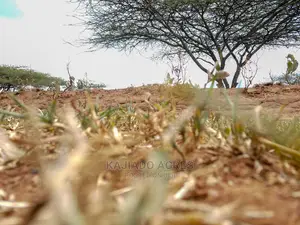 5 Acres Sajiloni at 1.2m Per Acre
