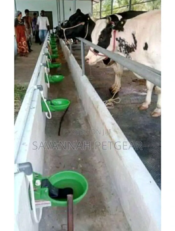 Automatic Cow Horse Drinkers
