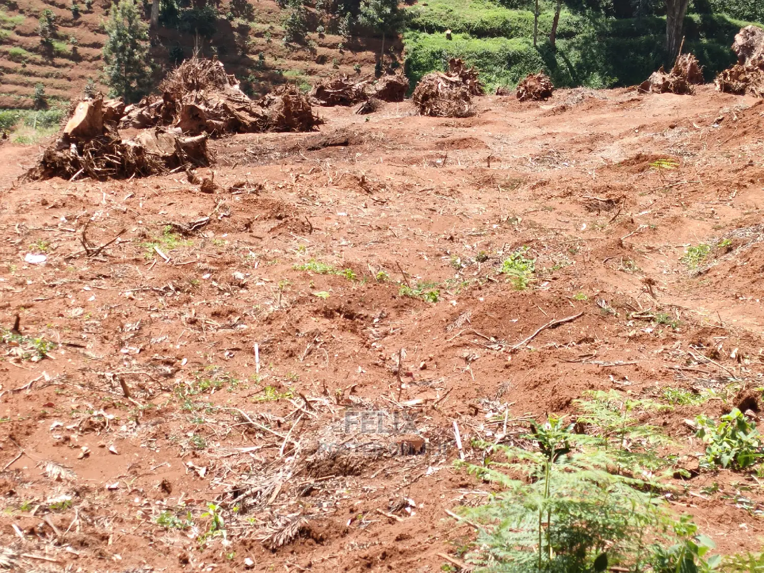 2acres Karatina/Mwanda Coffee Area
