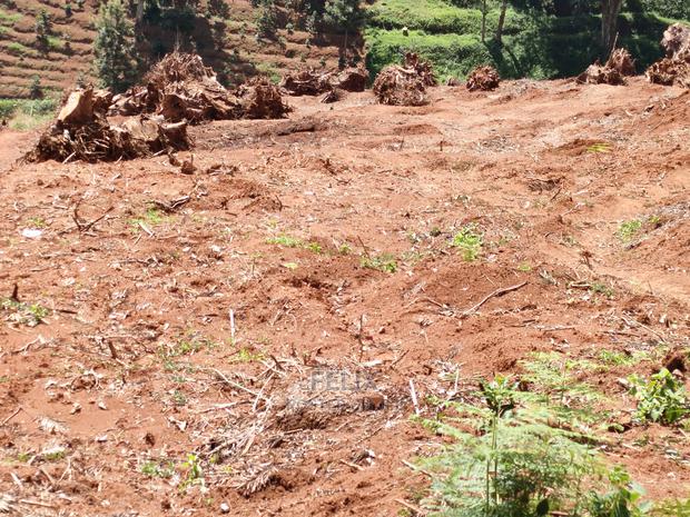 2acres Karatina/Mwanda Coffee Area - thumbnail 3