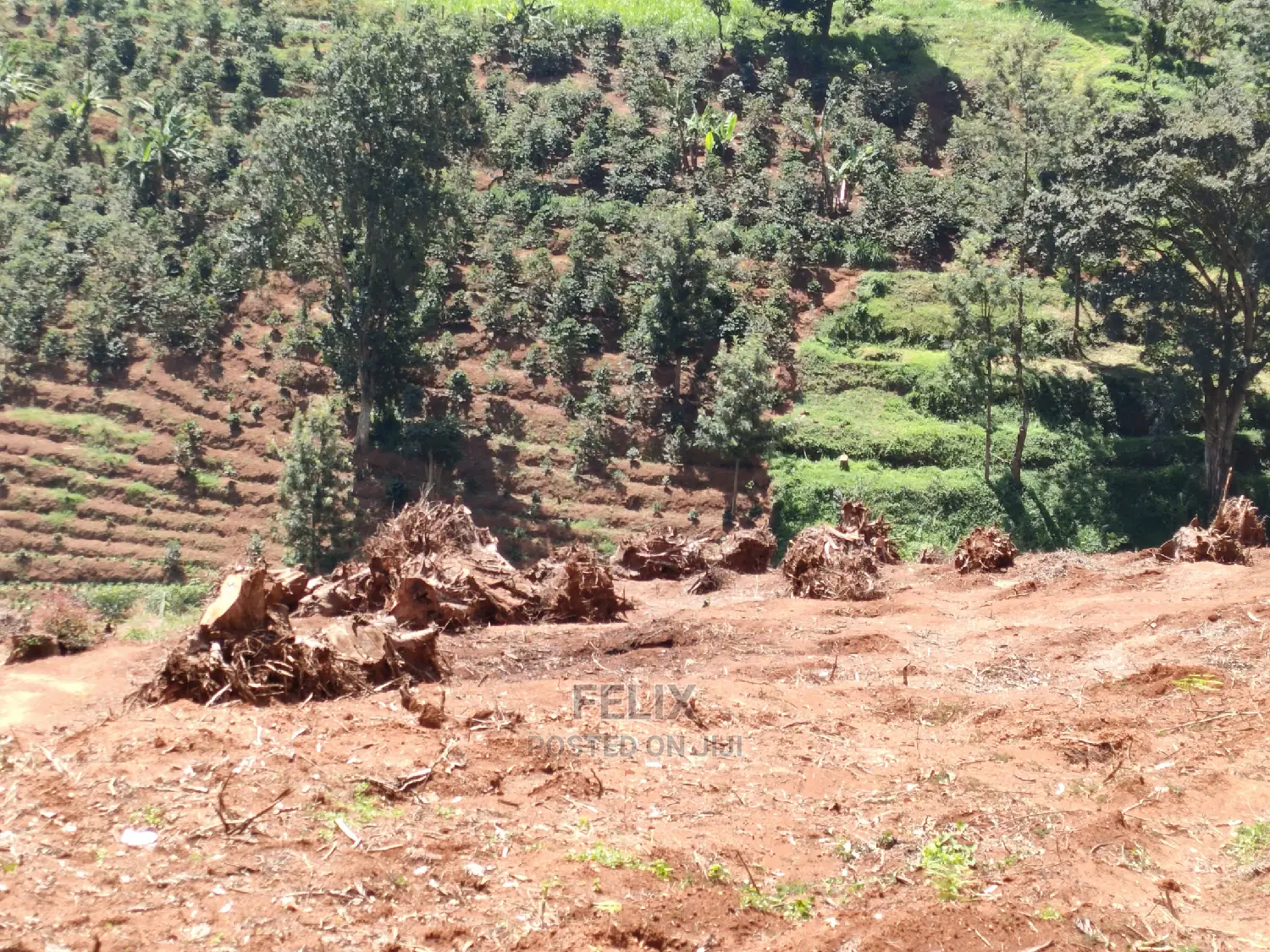 2acres Karatina/Mwanda Coffee Area