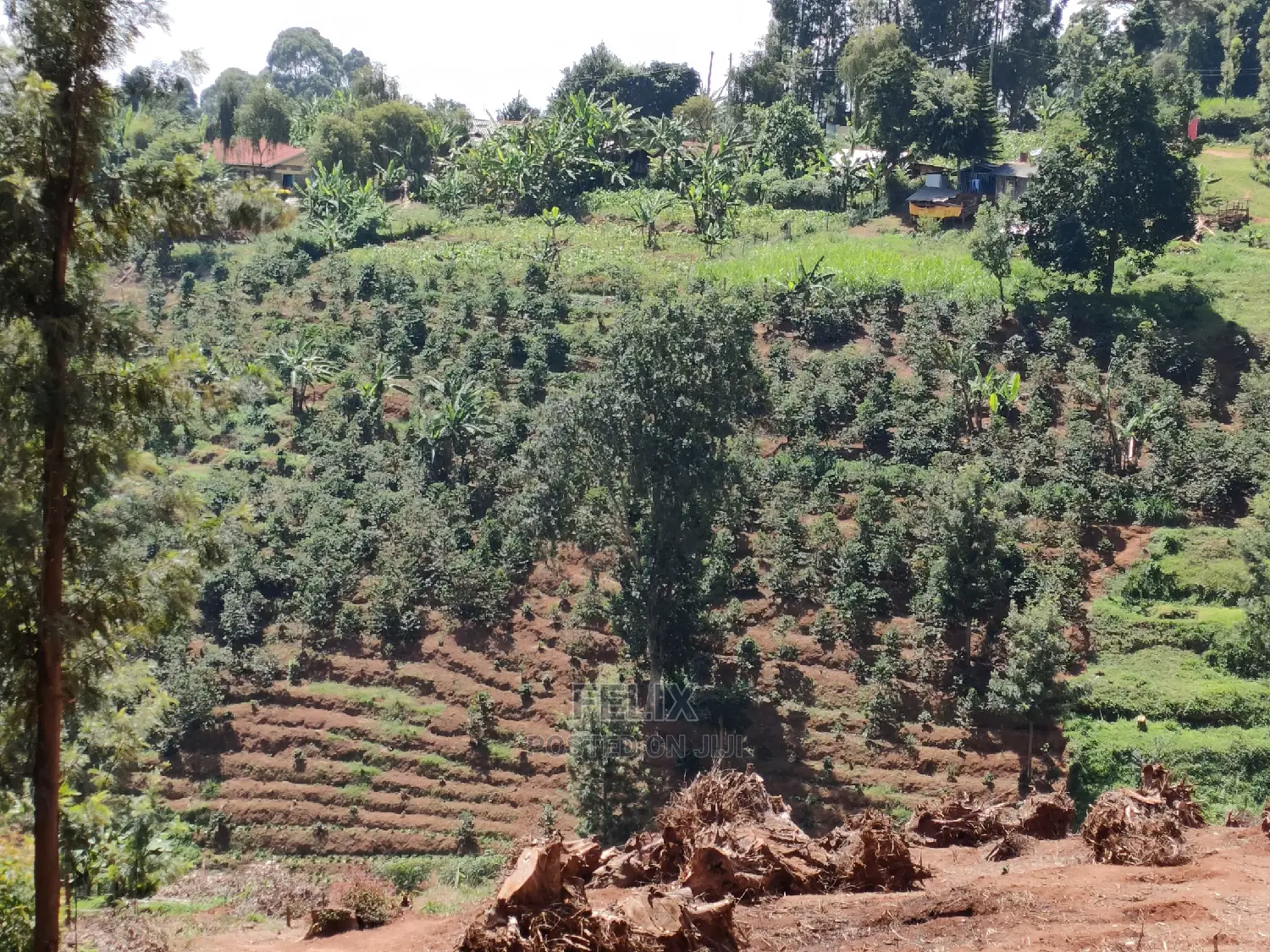 2acres Karatina/Mwanda Coffee Area