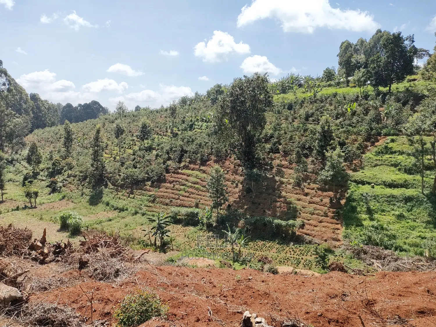 2acres Karatina/Mwanda Coffee Area