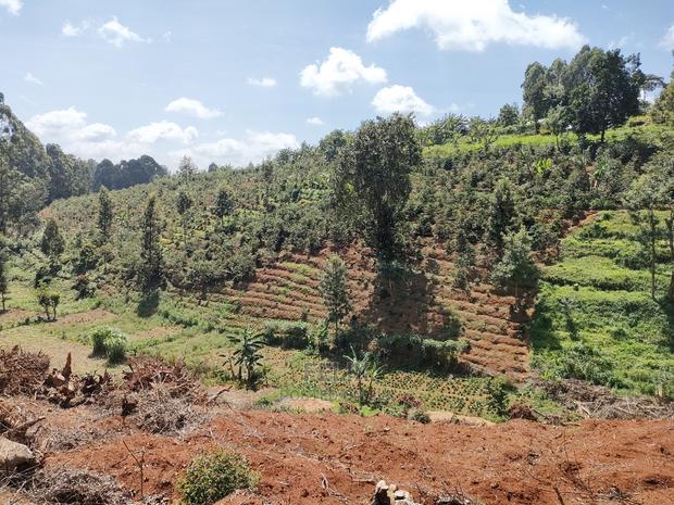 2acres Karatina/Mwanda Coffee Area - thumbnail 8