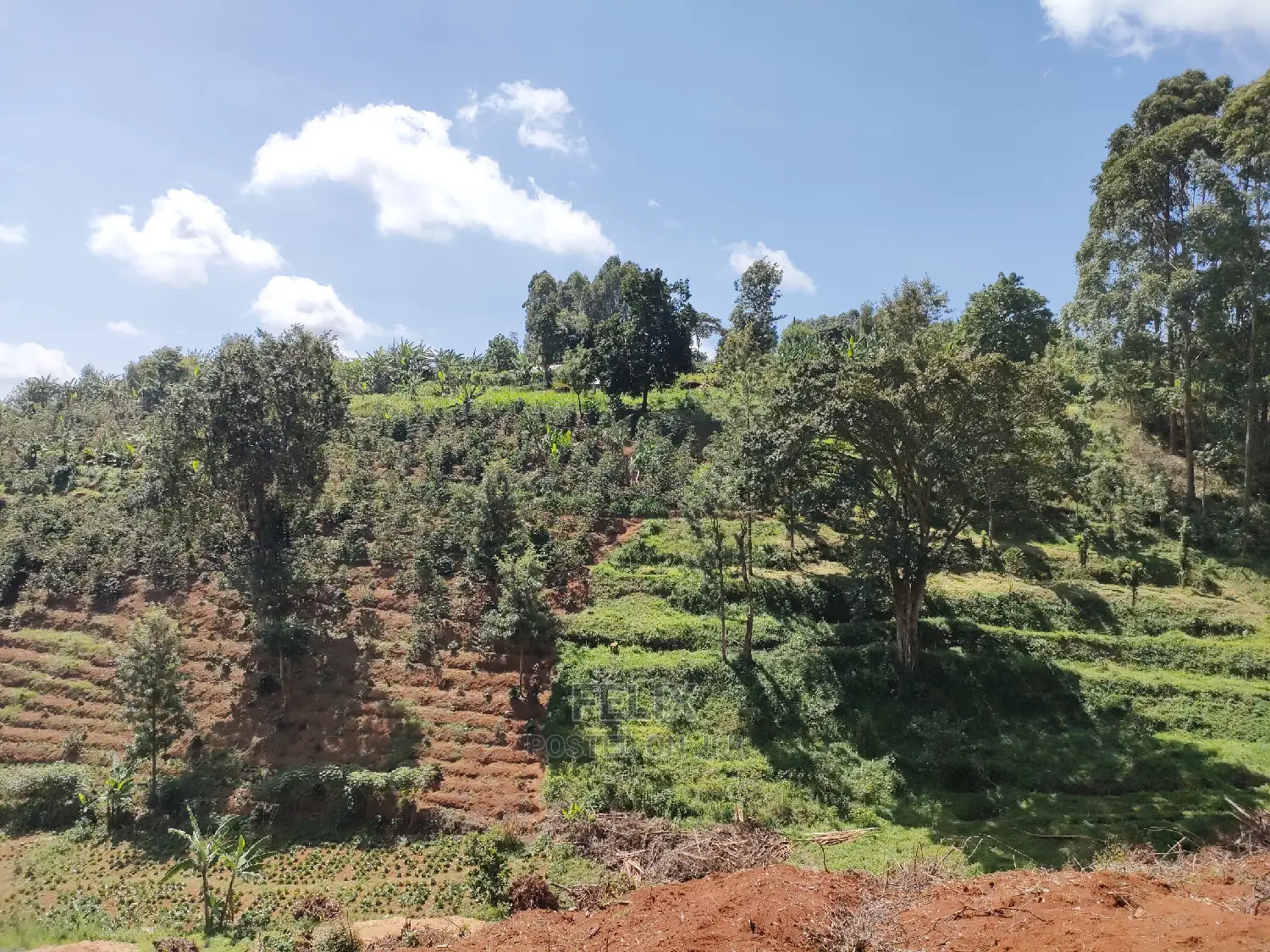 2acres Karatina/Mwanda Coffee Area