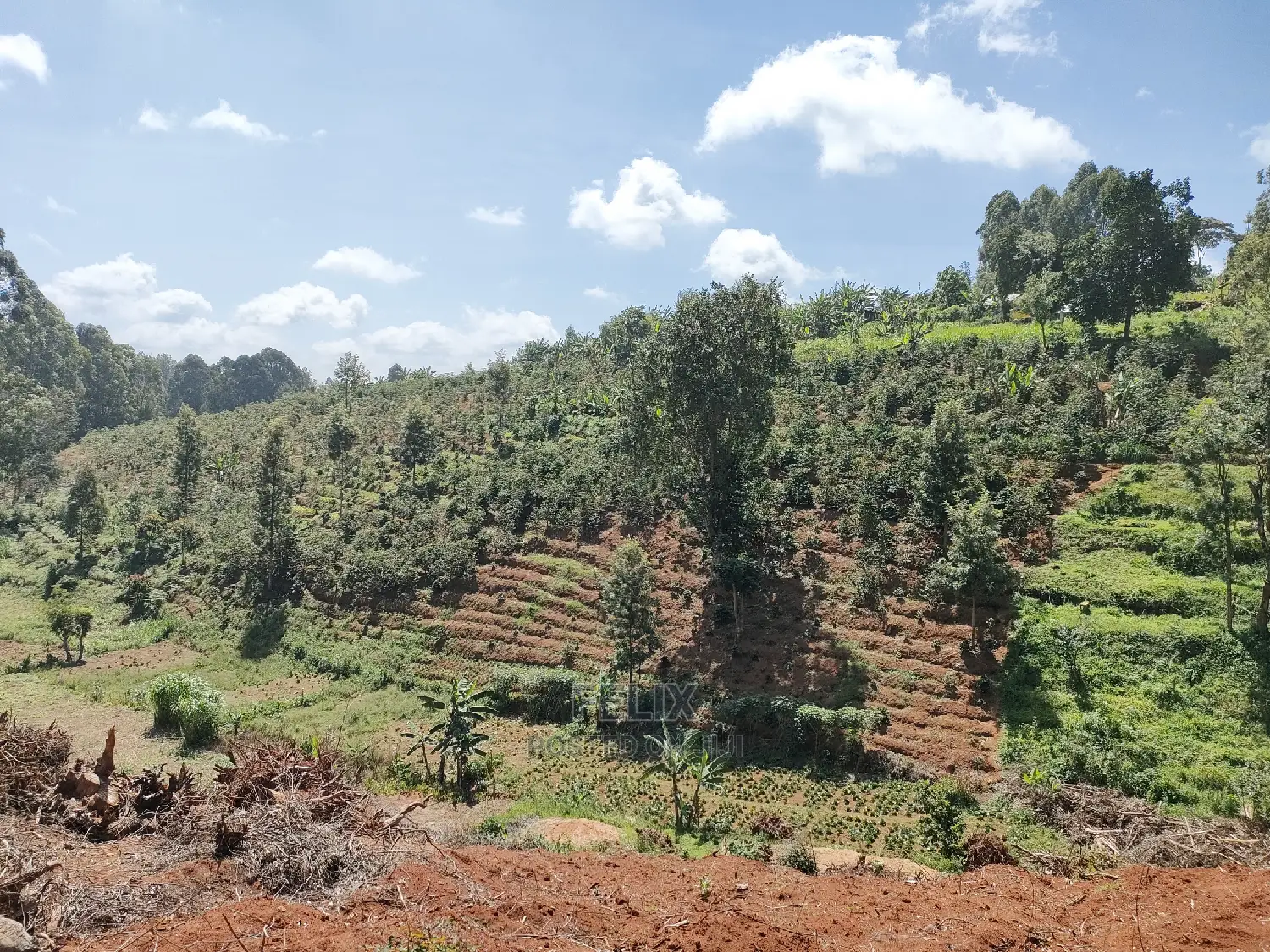 2acres Karatina/Mwanda Coffee Area