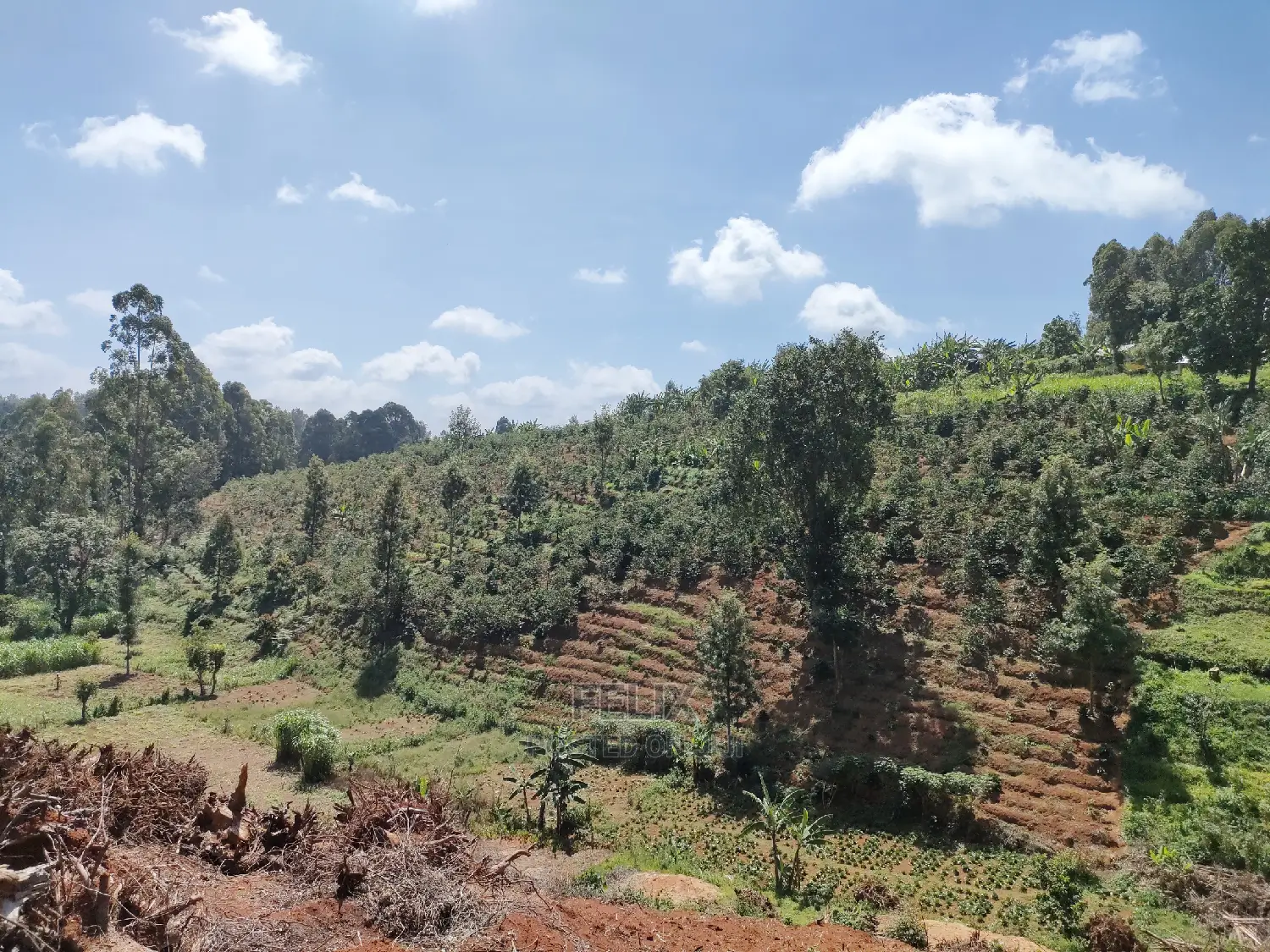 2acres Karatina/Mwanda Coffee Area