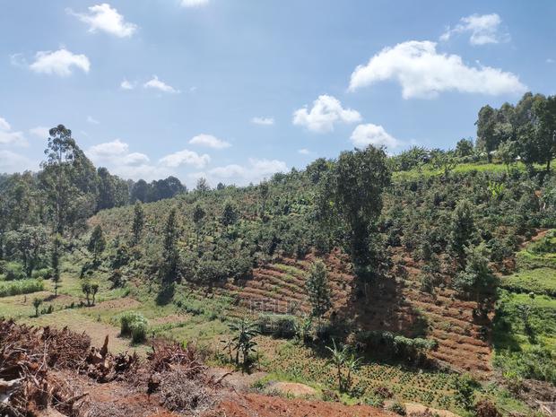 2acres Karatina/Mwanda Coffee Area - thumbnail 10