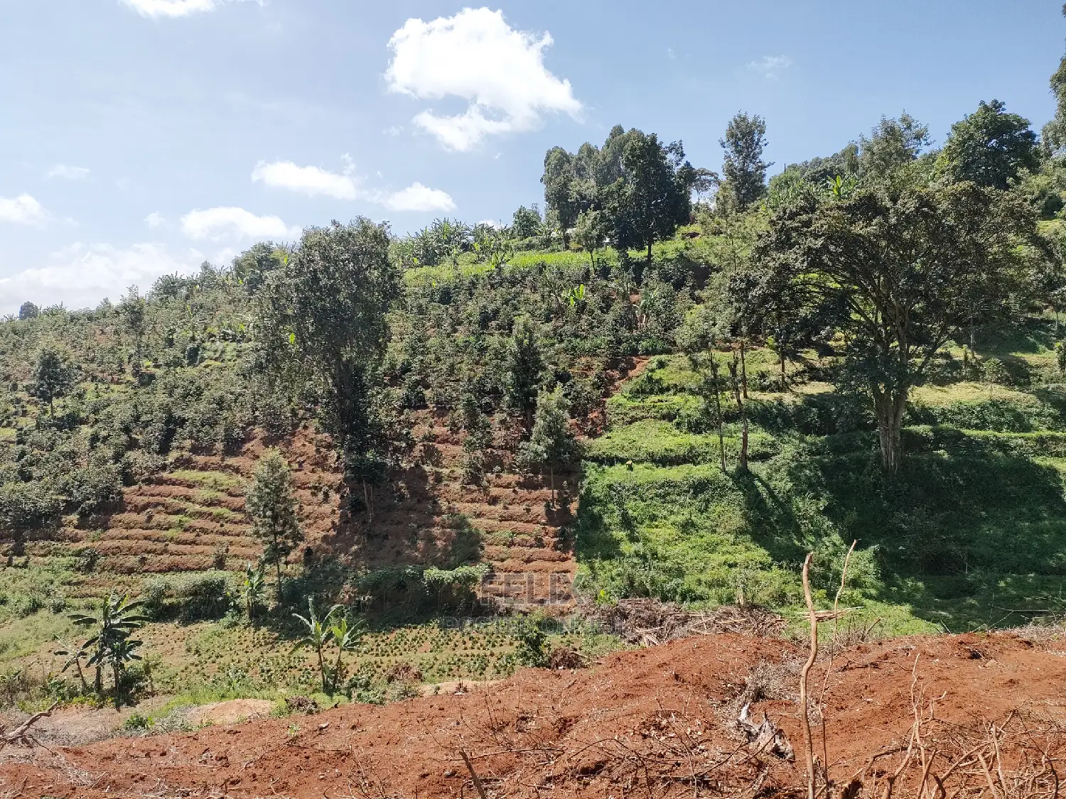 2acres Karatina/Mwanda Coffee Area