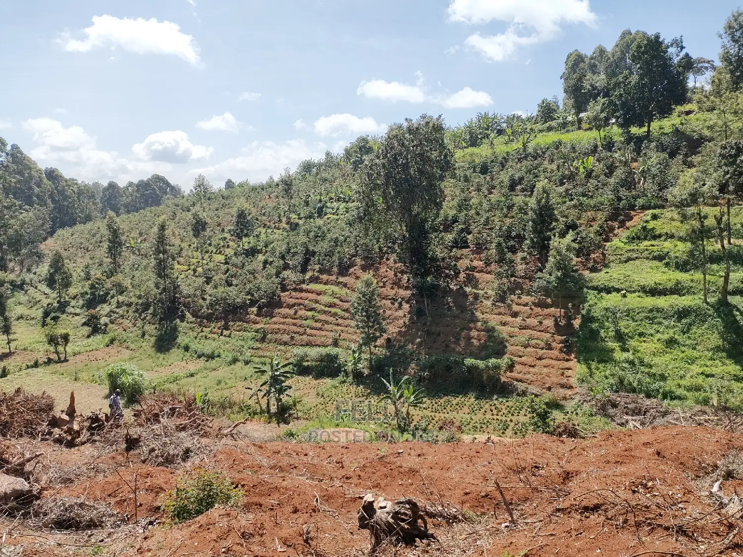 2acres Karatina/Mwanda Coffee Area