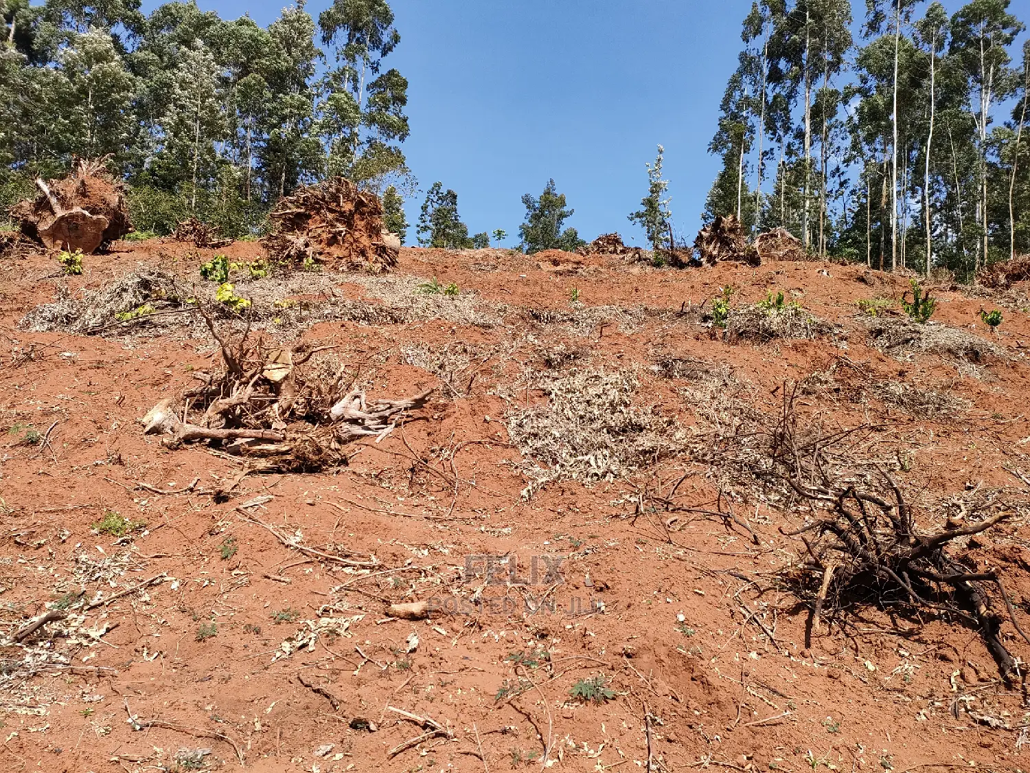 2acres Karatina/Mwanda Coffee Area