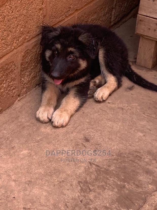 1-3 months Male Purebred German Shepherd
