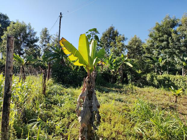 Karatina/Kabiruini Quota Plot - thumbnail 9