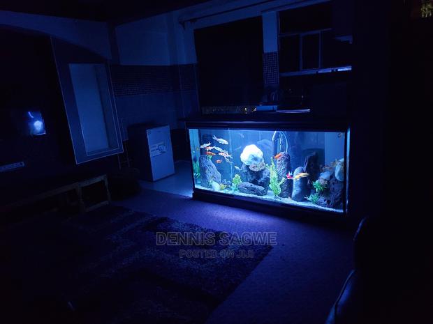 Aquadore Large Aquariums - thumbnail 16