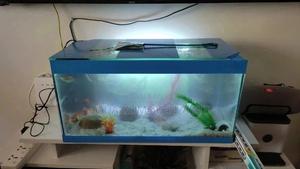 Home Aquarium. - thumbnail 2