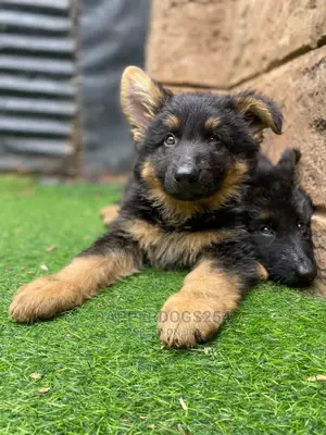 1-3 months Male Purebred German Shepherd