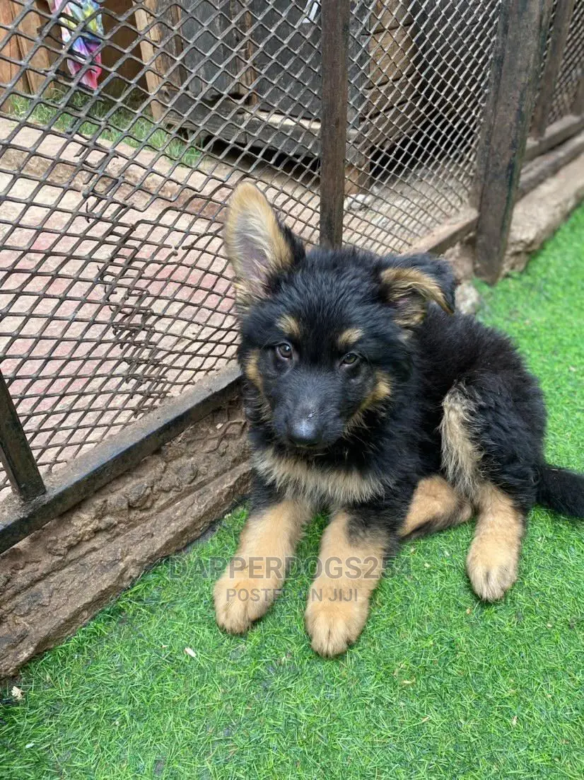 1-3 months Male Purebred German Shepherd