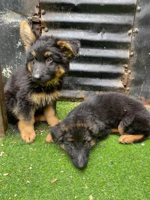 1-3 months Male Purebred German Shepherd