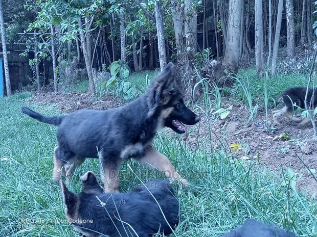 1-3 months Male Purebred German Shepherd