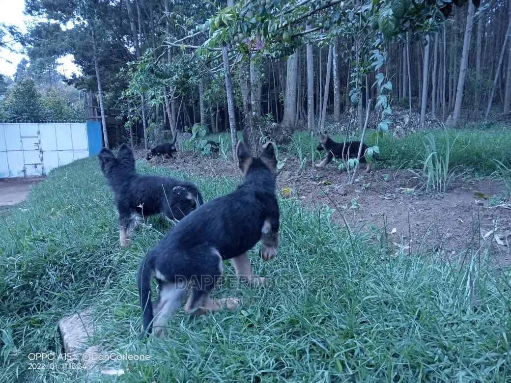 1-3 months Male Purebred German Shepherd