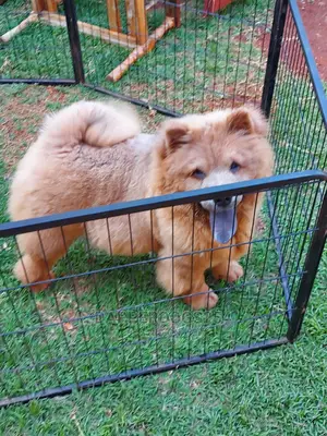 1-3 Month Male Purebred Chow Chow