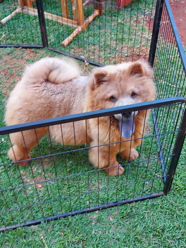 1-3 Month Male Purebred Chow Chow - thumbnail 2