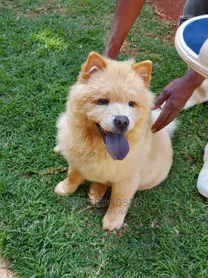 1-3 Month Male Purebred Chow Chow