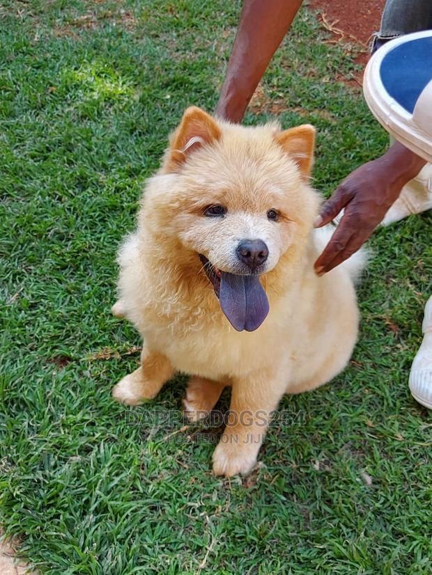 1-3 Month Male Purebred Chow Chow