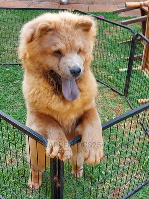 1-3 Month Male Purebred Chow Chow