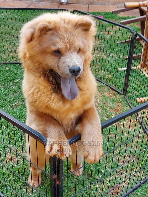 1-3 Month Male Purebred Chow Chow - thumbnail 3