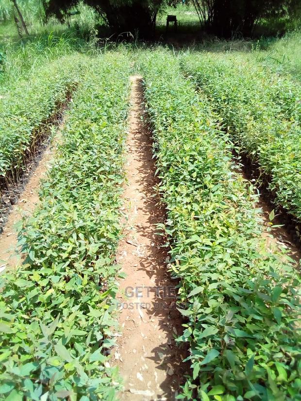 Eucalyptus Seedlings! - main view