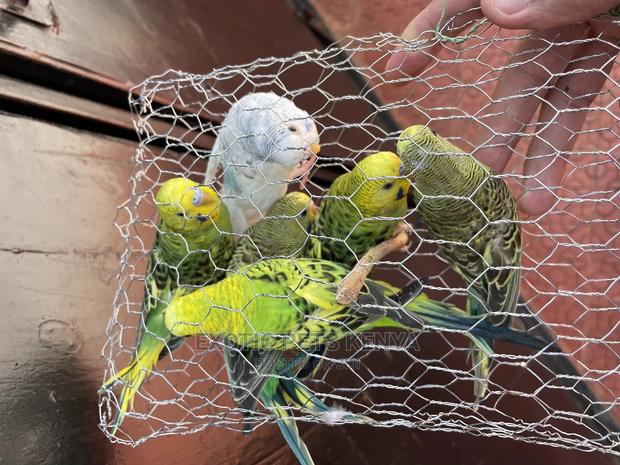 Budgies for Sale - thumbnail 2