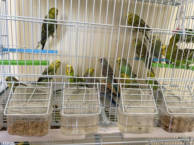 Budgies for Sale - thumbnail 4